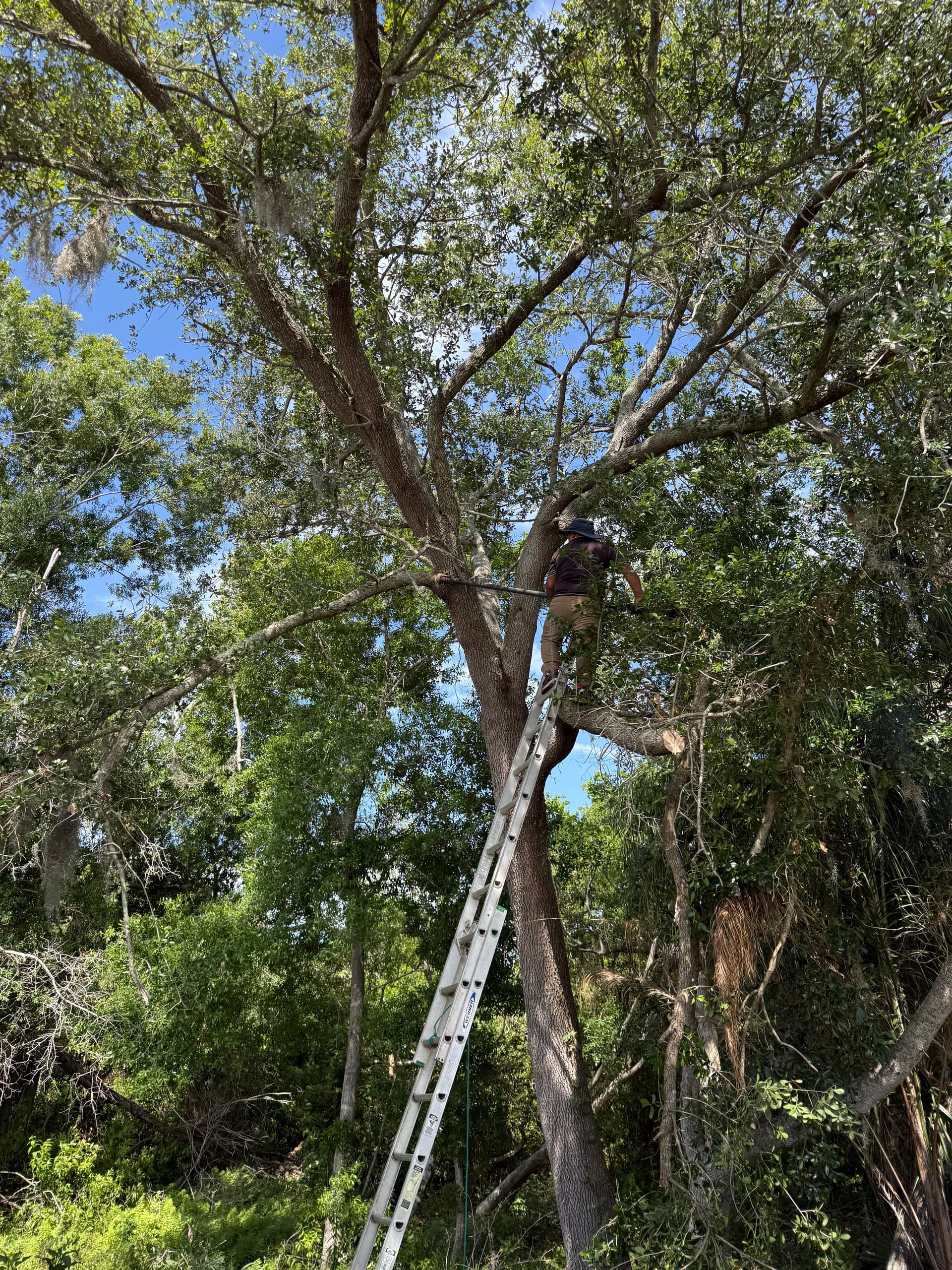 Gallery photos for Tree Trimming and Debris Cleanup in Clearwater Florida: Image #1