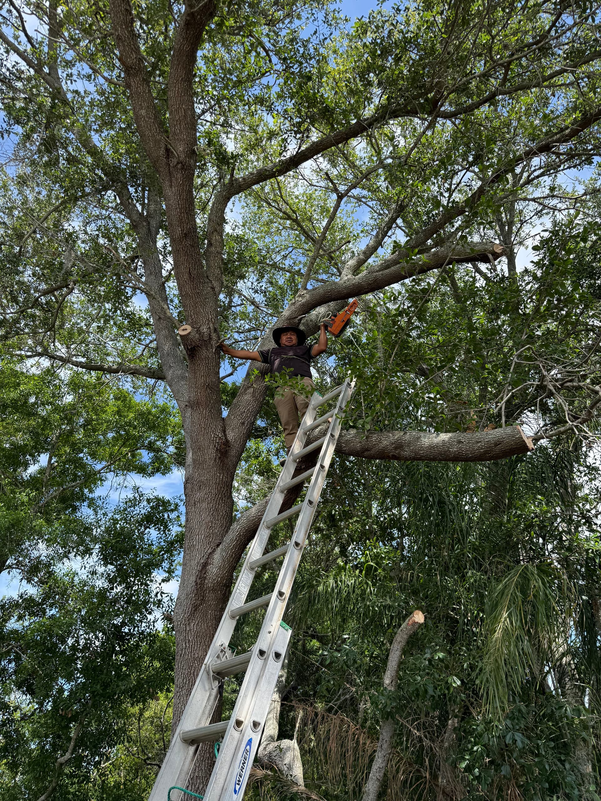 Gallery photos for Tree Trimming and Debris Cleanup in Clearwater Florida: Image #2