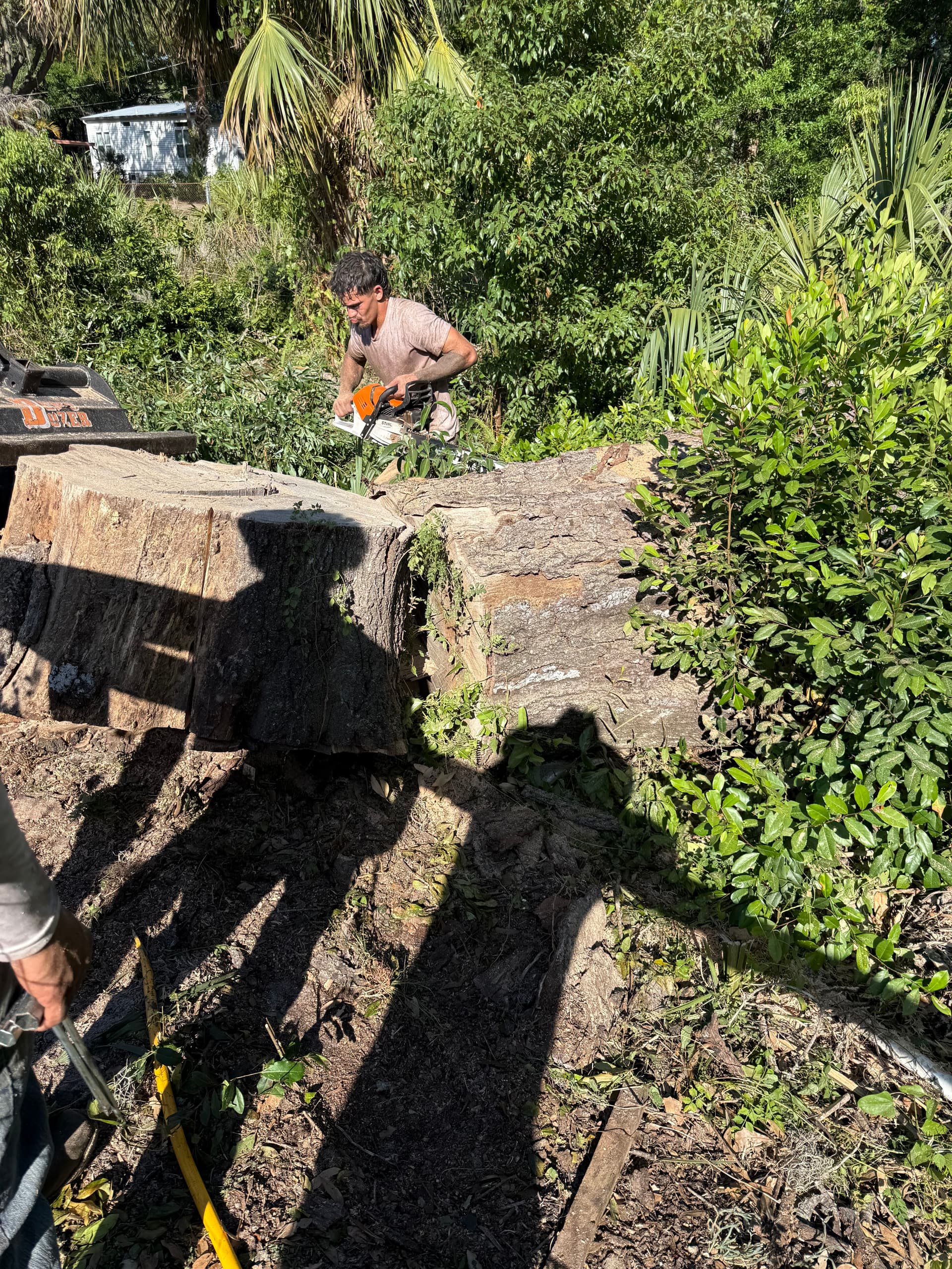 Gallery photos for Oak Tree Removal and Full Debris Haul-Off in New Port Richey: Image #5