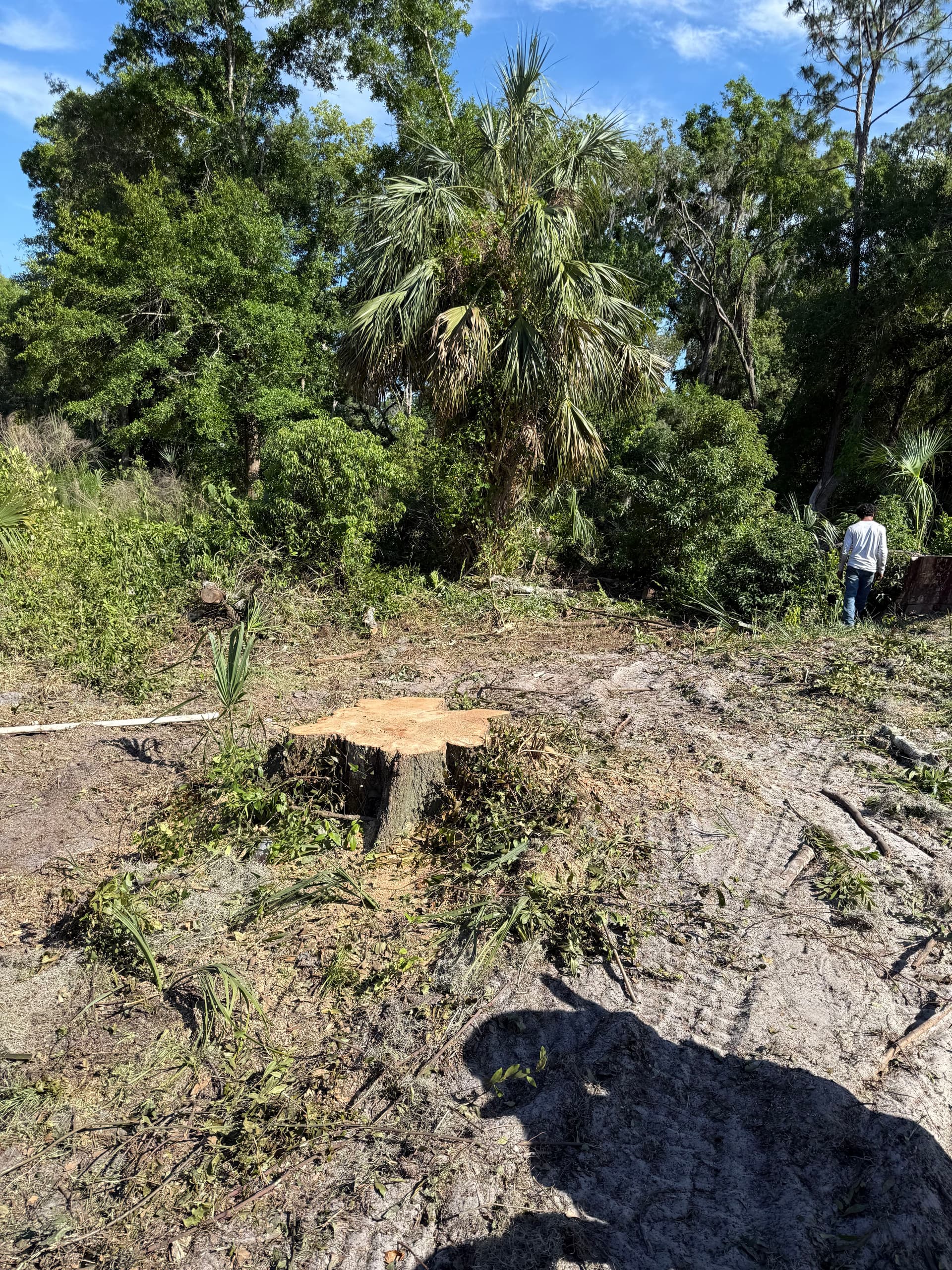 Gallery photos for Oak Tree Removal and Full Debris Haul-Off in New Port Richey: Image #3