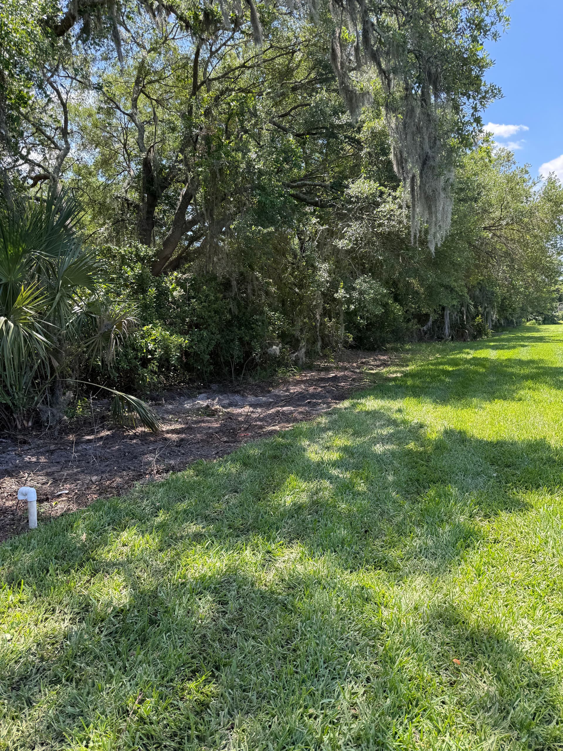 Overgrown Tree Line and Debris Cleanup in Odessa