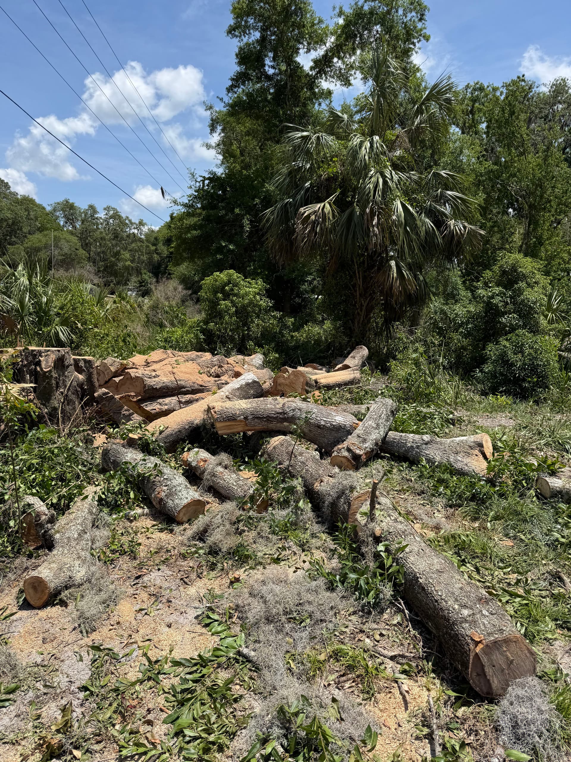 Gallery photos for Oak Tree Removal and Full Debris Haul-Off in New Port Richey: Image #2