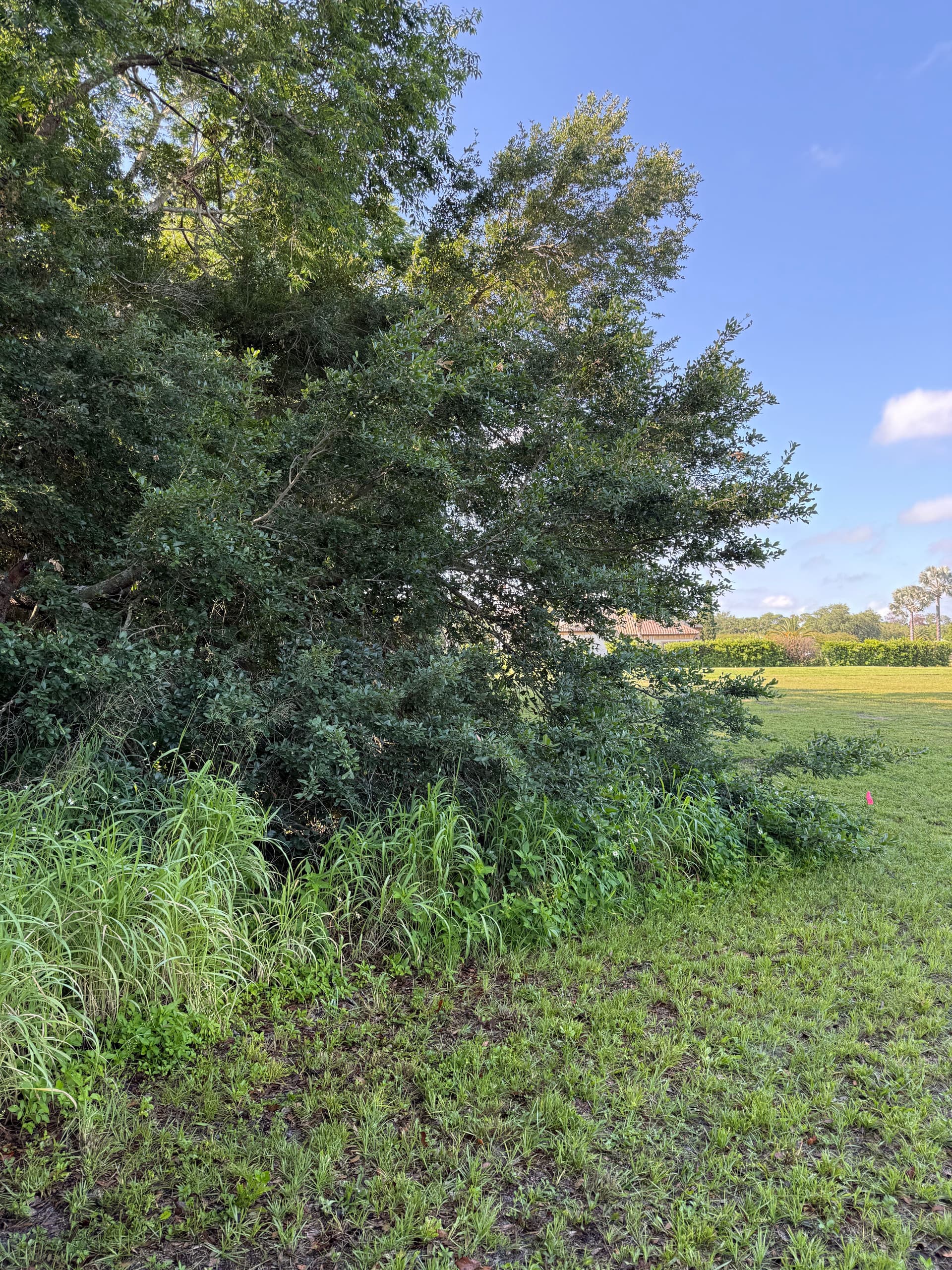 Overgrown Tree Line and Debris Cleanup in Odessa