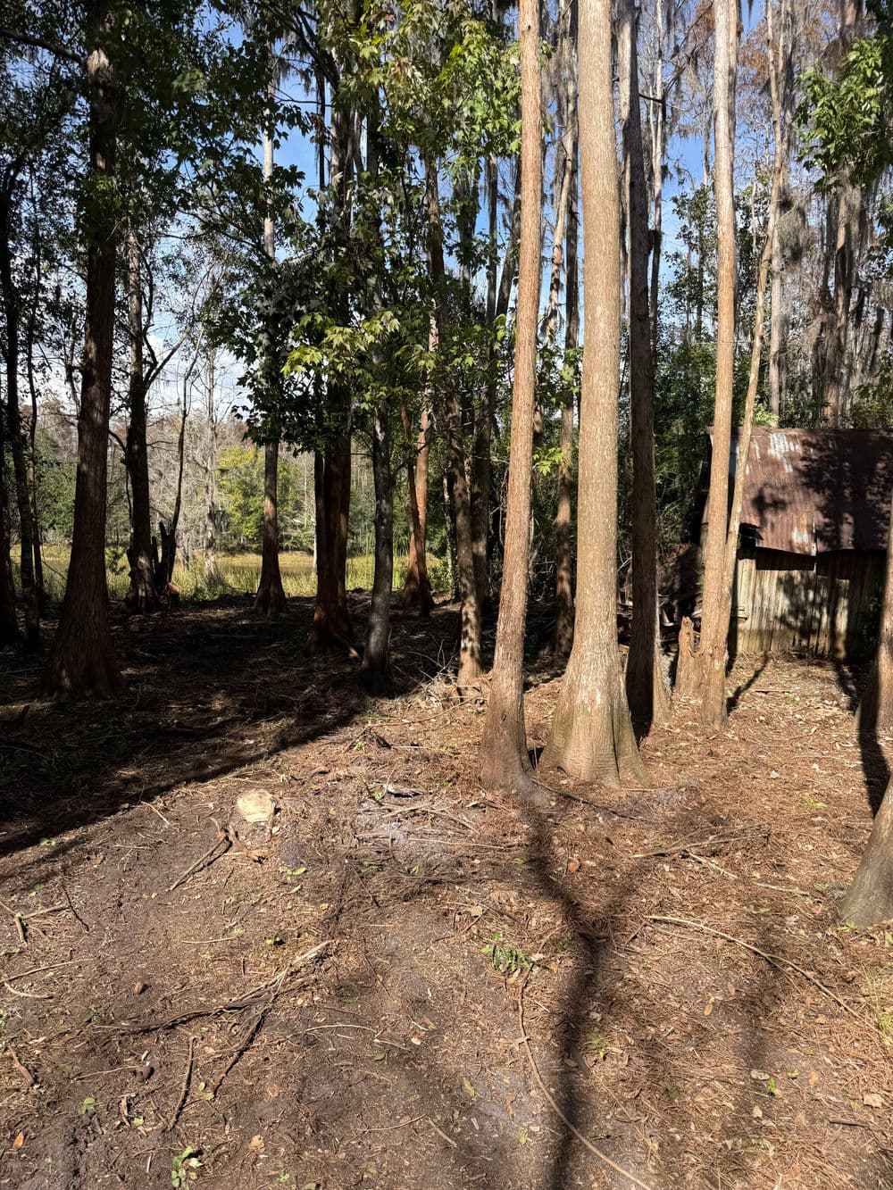 Forest landscape with tall trees, sunlight filtering through, and a rustic cabin in the background.