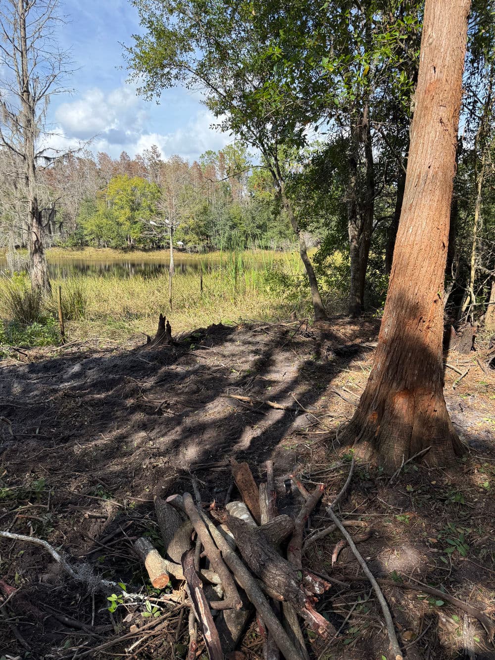 Scenic wetlands with a wooden log pile in the foreground and trees along the water's edge.