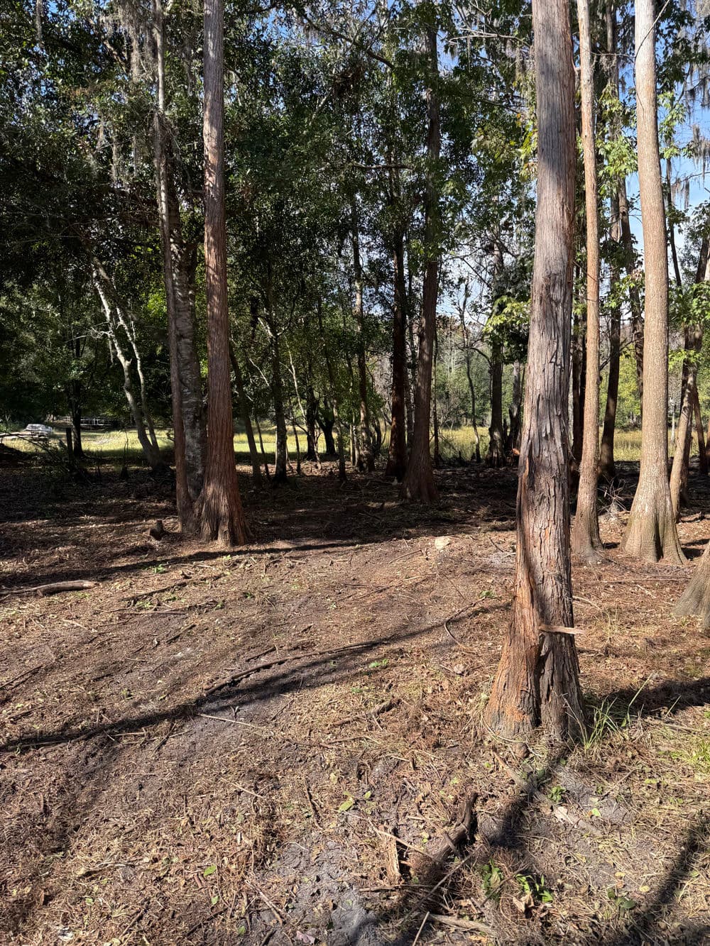 Sunlit forest scene with dense trees and underbrush, showcasing natural vegetation and clear sky.