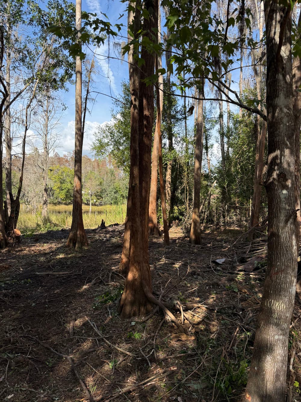 Lush forest with tall trees, sunlight filtering through leaves near a wetland area.