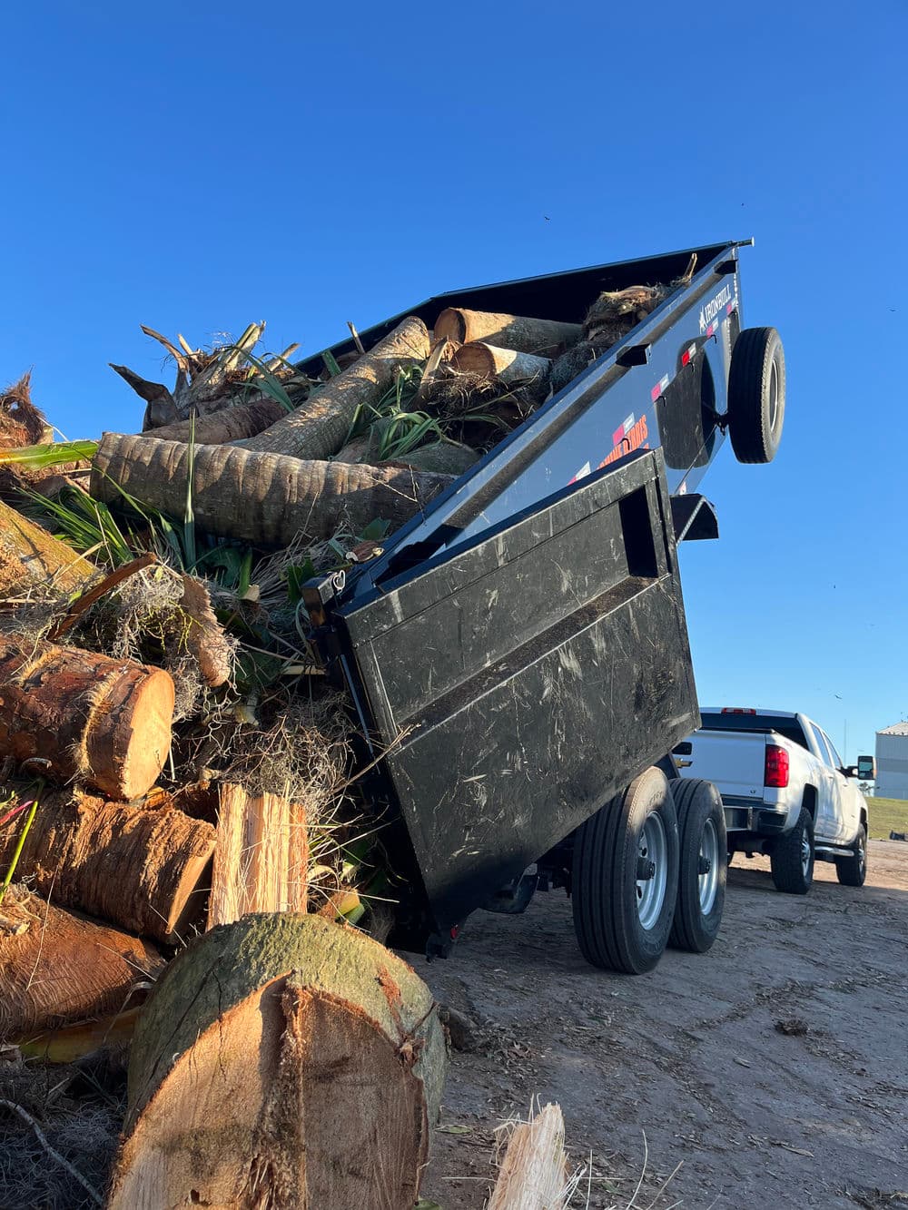 Dump trailer filled with logs and branches under a clear blue sky.