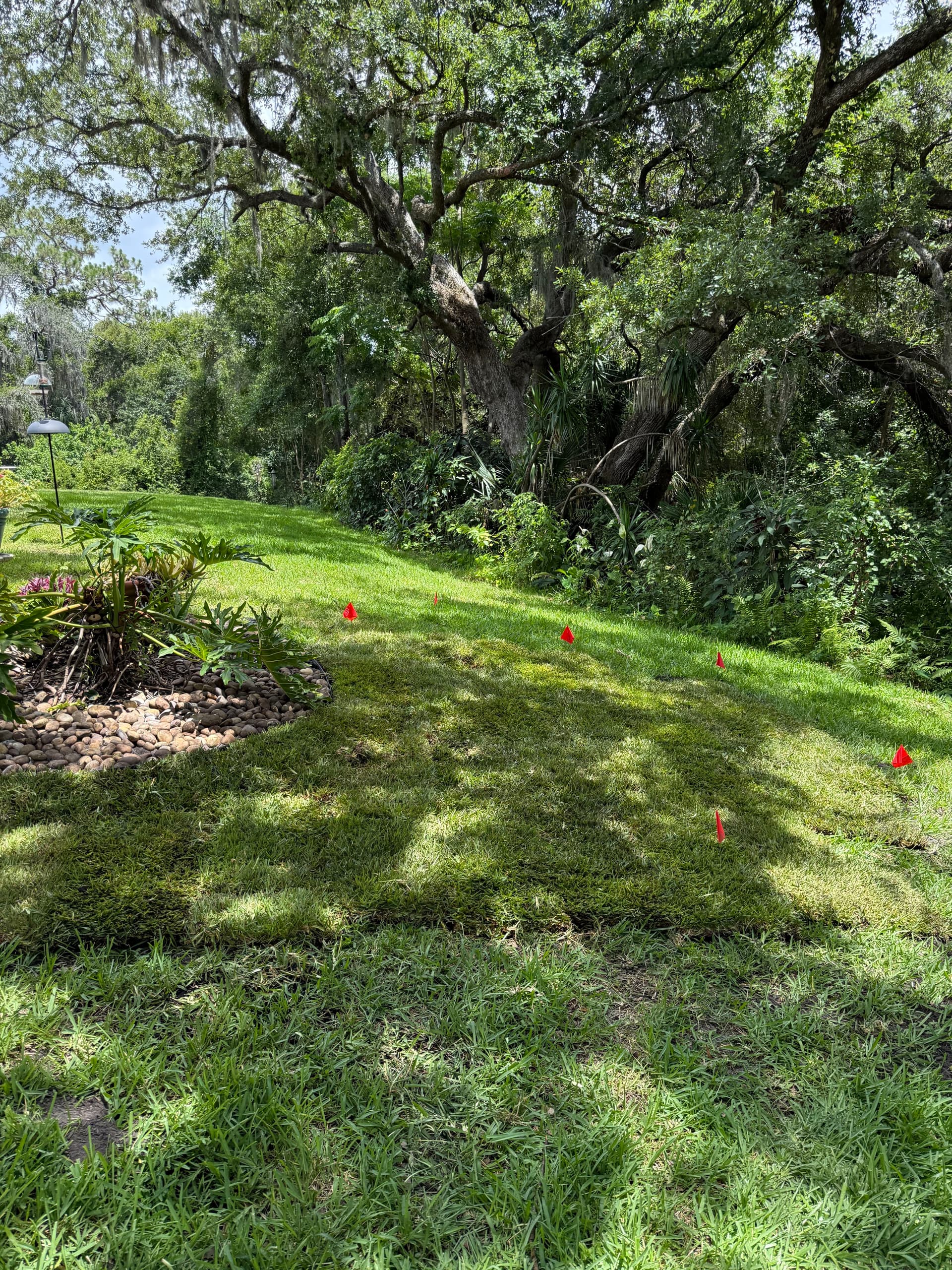 Gallery photos for Tampa HOA Erosion Repair and St. Augustine Sod Installation: Image #4